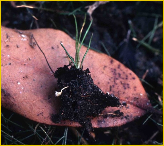 Eleocharis parvula Beaulieu Aug 1981 crop 2 sm